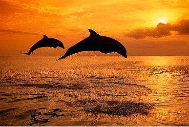 美服NS会员开启《蘑菇队长：宝藏追踪者》免费游玩